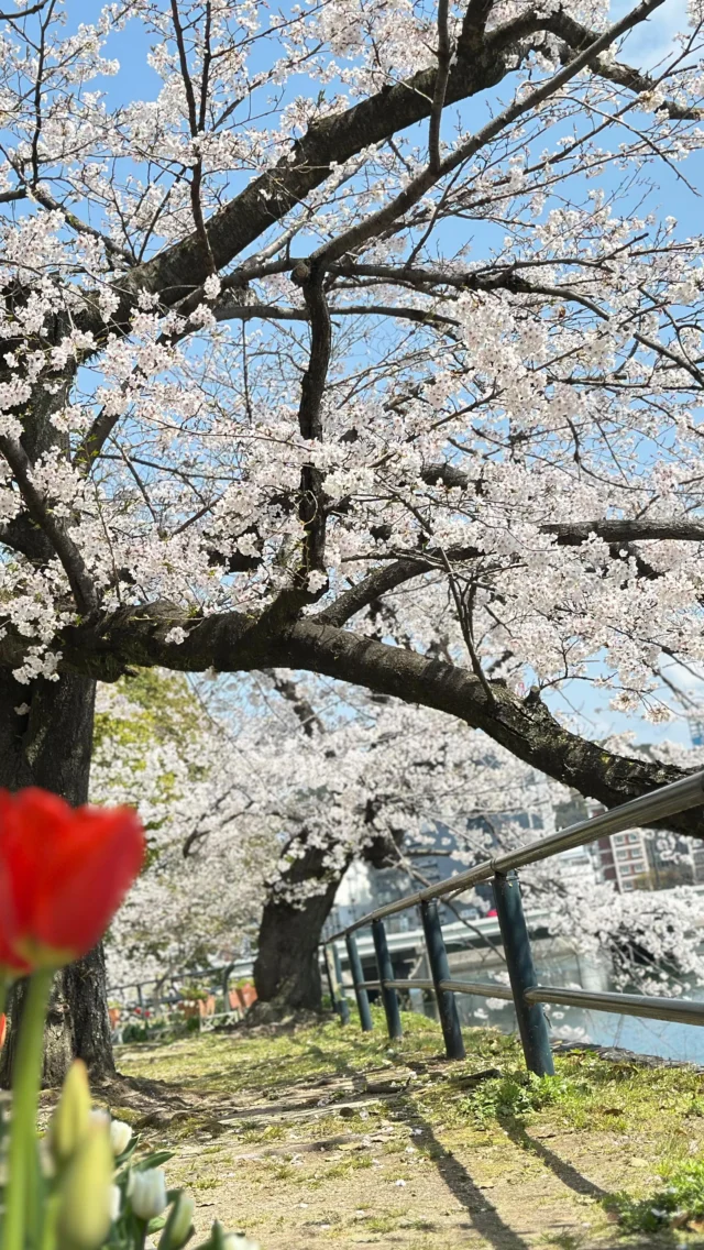 🌸
始めるなら、今。

i.fitでは、年に数回だけ
入会のきっかけとなるタイミングを設けています。

⸻⸻

・入会金はいただいておりません
・入会時に2ヶ月分のお支払い
・3ヶ月目以降は自動更新

※最初の3ヶ月はご継続いただく形となります
※ 4/6〜4/20 期間限定です

⸻⸻

#ifit 
#広島キックボクシング
#新しい自分
#新しいスタート